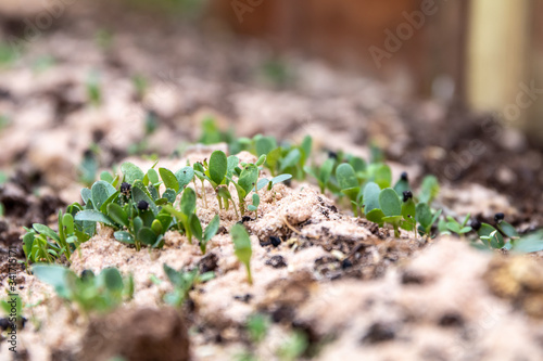 Seedlings begin to grow on sand and compost in spring