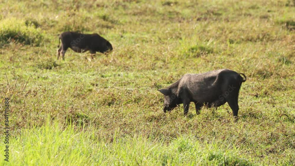 Household Black Pigs Looking For Food In Fresh Green Grass In Farm. Pig Farming Is Raising And Breeding Of Domestic Pigs. It Is A Branch Of Animal Husbandry. Pigs Are Raised Principally As Food Household Black Pigs Looking For Food In Fresh Green Grass In Farm. Pig Farming Is Raising And Breeding Of Domestic Pigs. It Is A Branch Of Animal Husbandry. Pigs Are Raised Principally As Food
