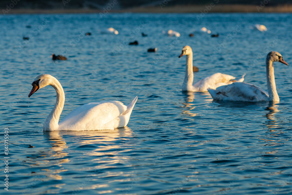 Group Of beautiful Swans and other birds in the blue Lake Group Of beautiful Swans and other birds in the blue Lake