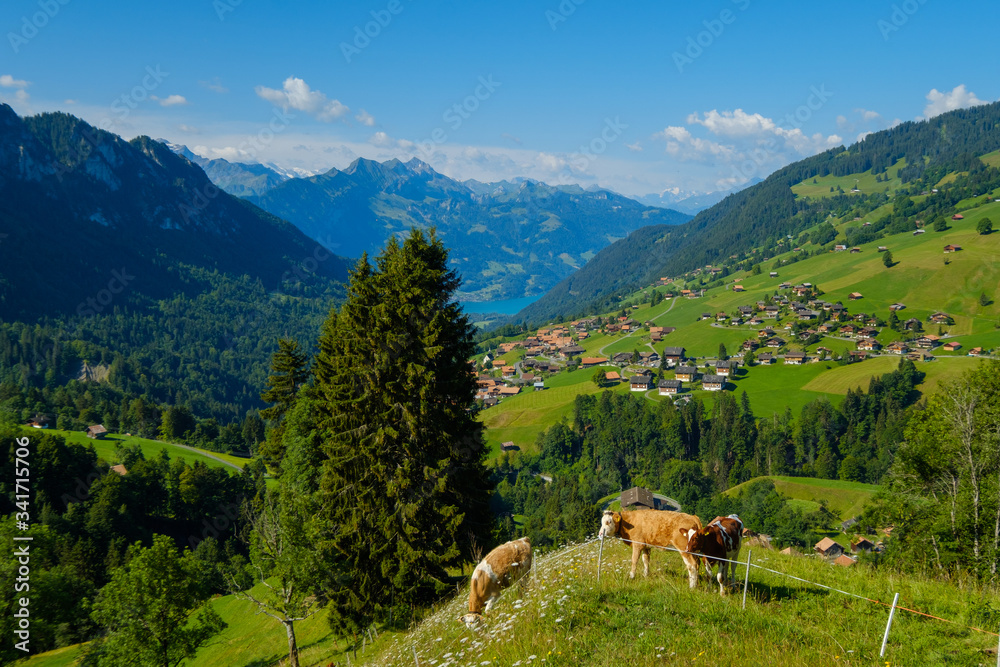 Small herd of cows graze in the Alpine meadow