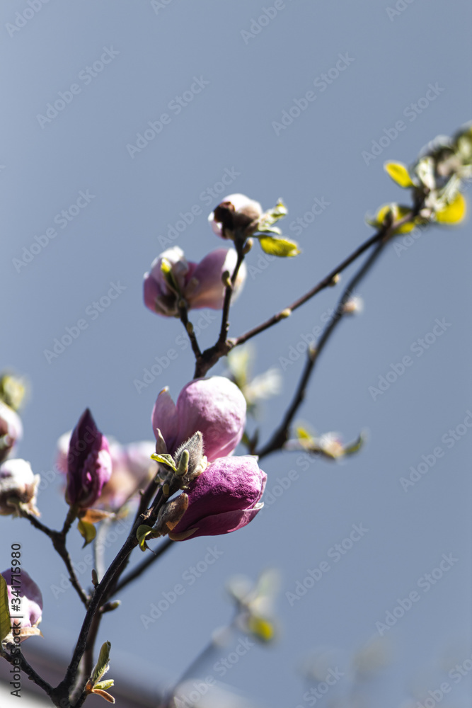 Closeup of spring pink blooming flower in orchard. Macro cherry blossom tree branch. Closeup of spring pink blooming flower in orchard. Macro cherry blossom tree branch.