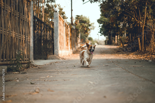 Dogs play on the streets and fields