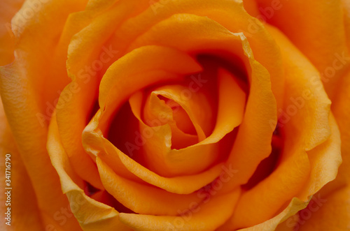 Blurred orange roses with blurred patterned backgrounds