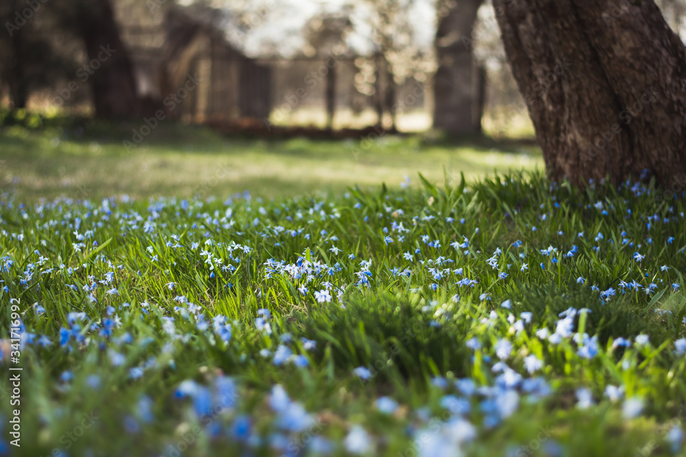Close up of a meadow full of blue scilla siberica flowers. Tree on the right side, shallow depth of field. Sunshine in the background