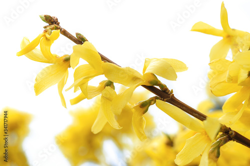 Beautiful blooming yellow forsythia flowers in close-up on w white background