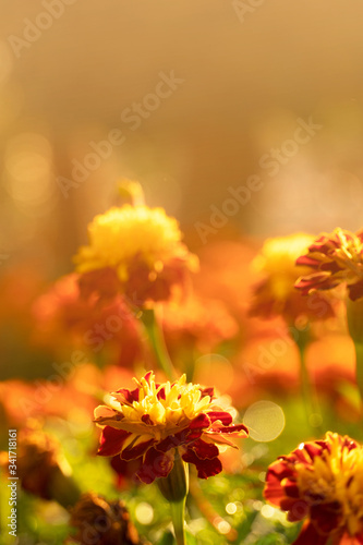 golden yellow marigold flower in spring or summer season for nature soft background