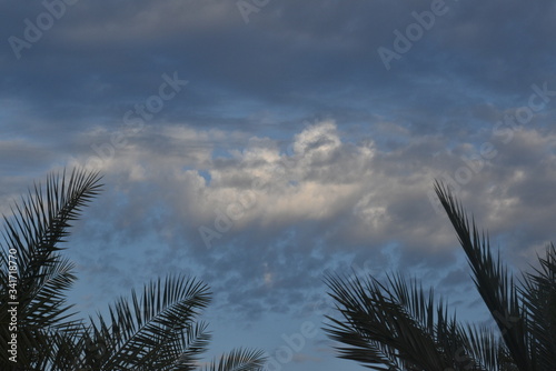 Green palm leaves with cloud and blue sky background.