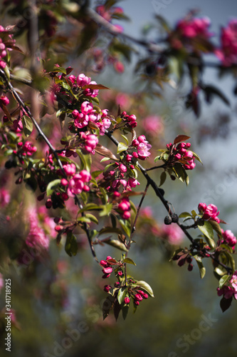 Closeup of spring pink blooming flower in orchard. Macro cherry blossom tree branch.