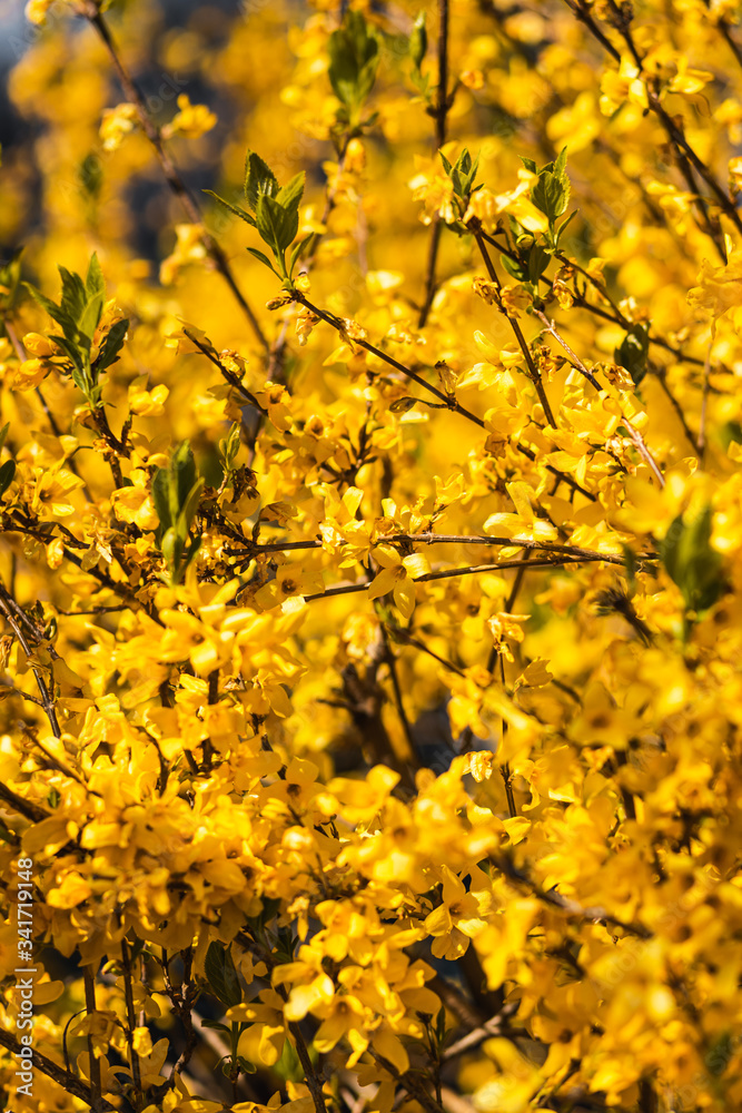 Closeup of spring yellow blooming flower in orchard. Macro cherry blossom tree branch. Closeup of spring yellow blooming flower in orchard. Macro cherry blossom tree branch.