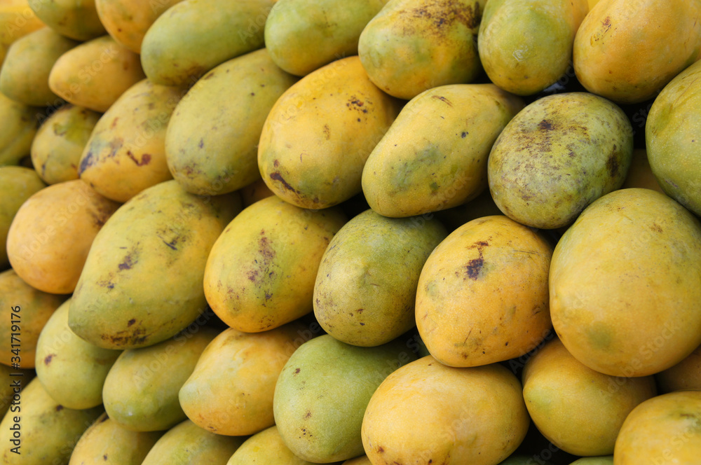Pile of harvested ripe mangoes collected by farmers and tacked up carefully to sell to customers
