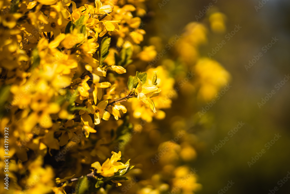 Closeup of spring yellow blooming flower in orchard. Macro cherry blossom tree branch.