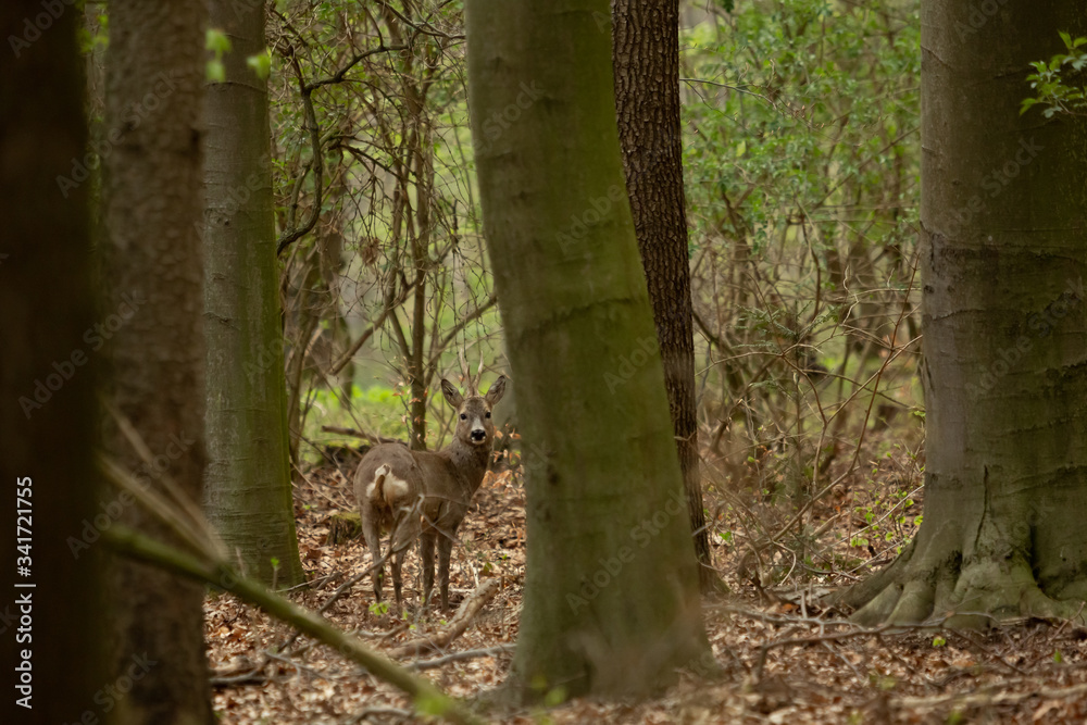 Small female European Roe Deer in the forest. Small female European Roe Deer in the forest.