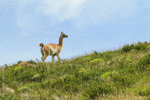 Guanaco at Torres del Paine - green meadow and blue sky