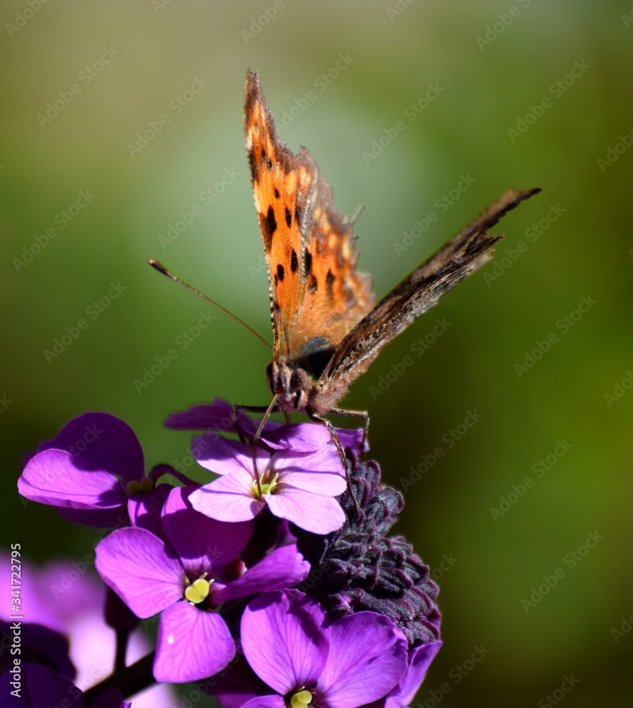 Naklejka premium Comma butterfly