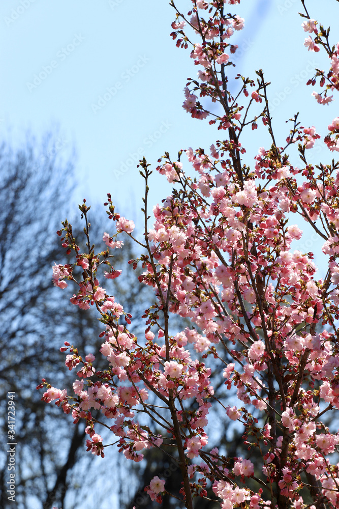 Japanese cherry blossoms. Blooming Sakura tree. Japanese cherry blossoms. Blooming Sakura tree.