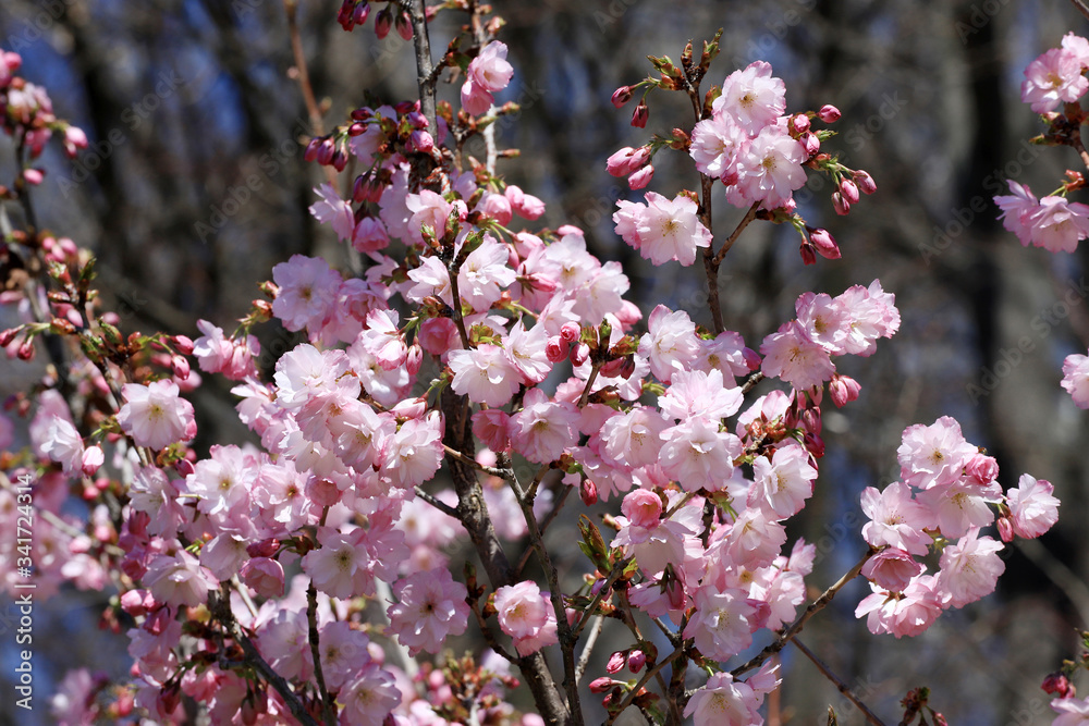 Japanese cherry blossoms. Blooming Sakura tree. Japanese cherry blossoms. Blooming Sakura tree.
