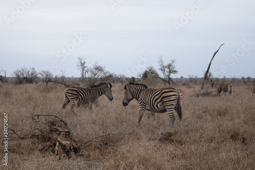 Beautiful view and animals in Kruger National Park Southafrica