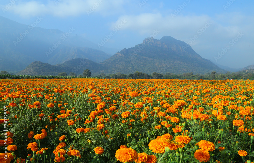 field of orange marigold flowers