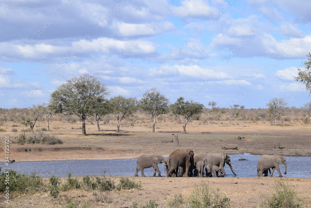 Beautiful view and animals in Kruger National Park Southafrica Beautiful view and animals in Kruger National Park Southafrica