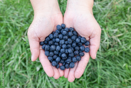 Calafate fruits - typical fuit of Patagonia