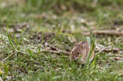 Mouse feeds on seeds in grass 