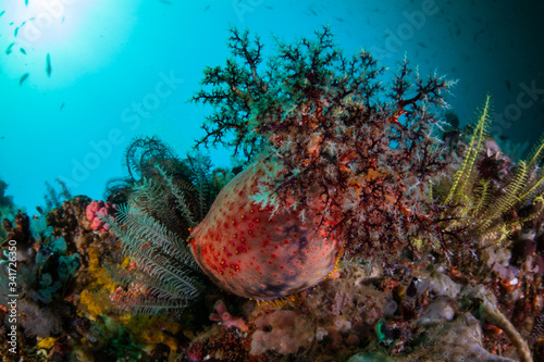 A colorful Sea apple, Pseudocolochirus violaceus, uses its tentacles to catch plankton in the currents of Komodo National Park in Indonesia. This is a fascinating species of sea cucumber.