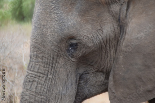 Beautiful view and animals in Kruger National Park Southafrica © A_laia