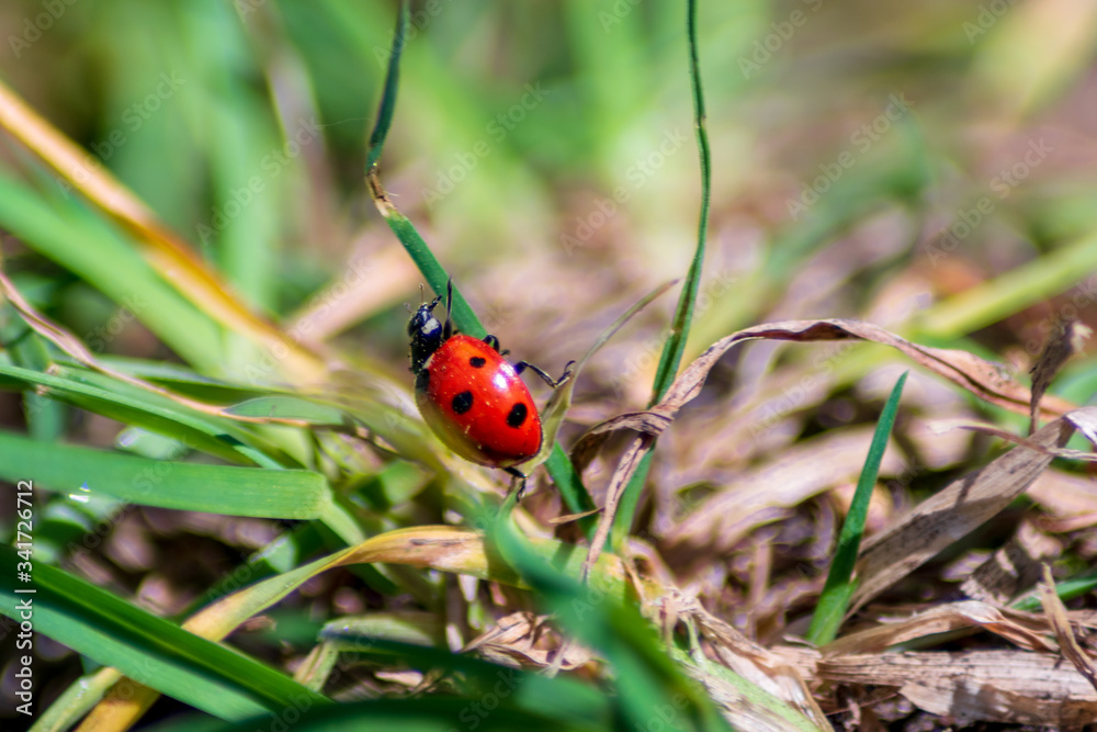 ladybug on grass ladybug on grass
