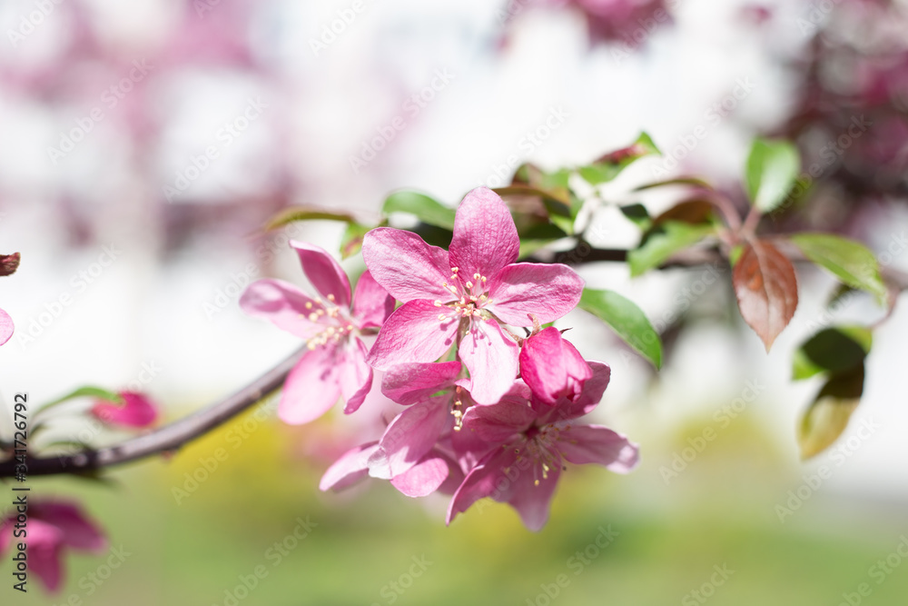 bloom of trees spring