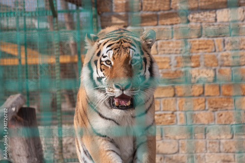 Tiger in a cage at the zoo