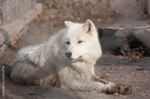 The arctic white wolf