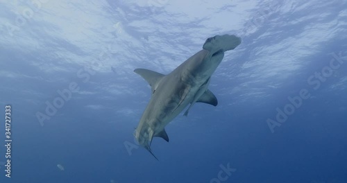 Great Hammerhead shark is a solitary predator often found in shallow water. photo