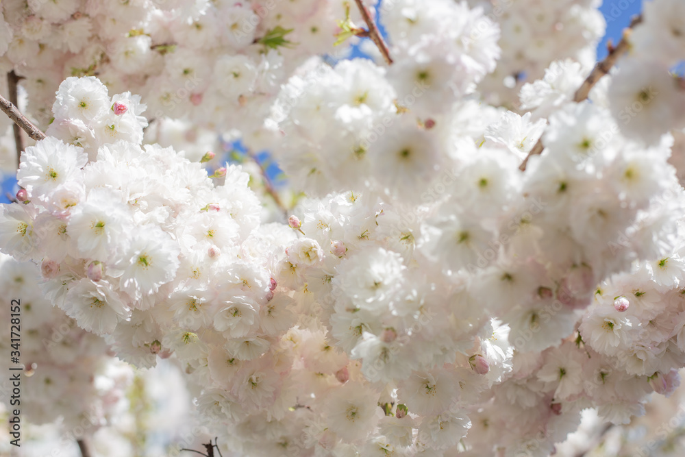 bloom of trees spring bloom of trees spring