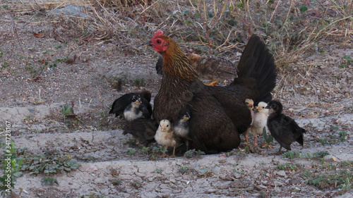 Gallina con pollos