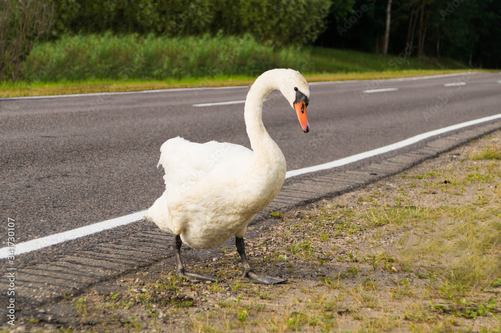 Obraz premium A swan stands on the edge of an asphalt road