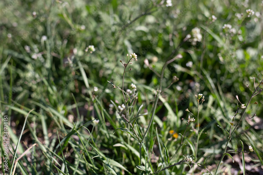 
green grass 
lawn 
rotate