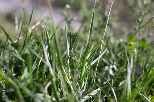  green grass  lawn  rotate © Mariia