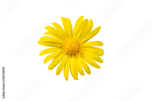 Yellow flower doronicum isolated on white background.