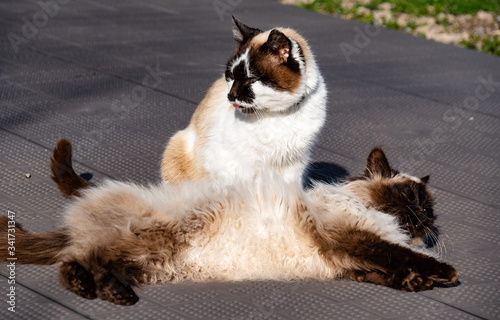 2 Chats