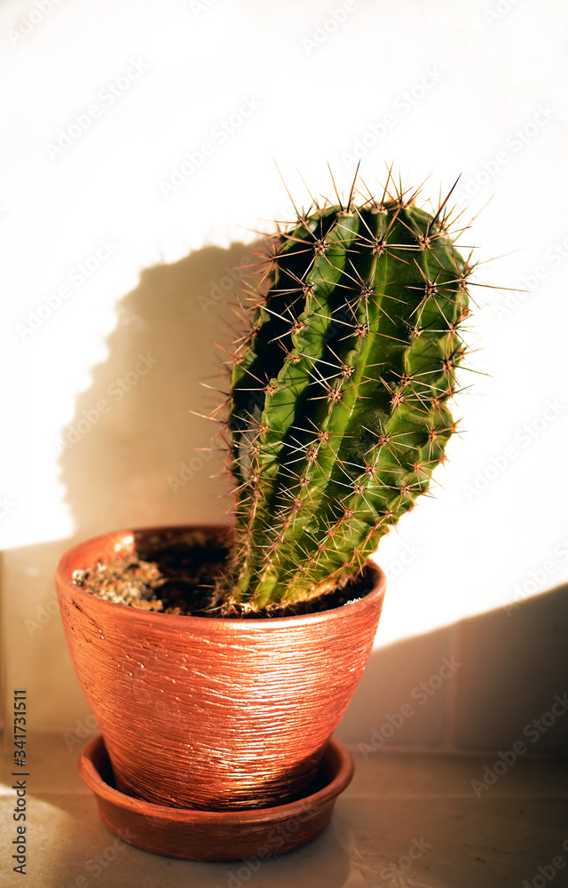 cactus in pot