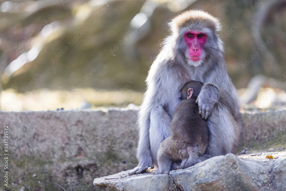 Adult Japanese Macaque at Arashiyama Monkey Park Iwatayama in Kyoto, Japan.