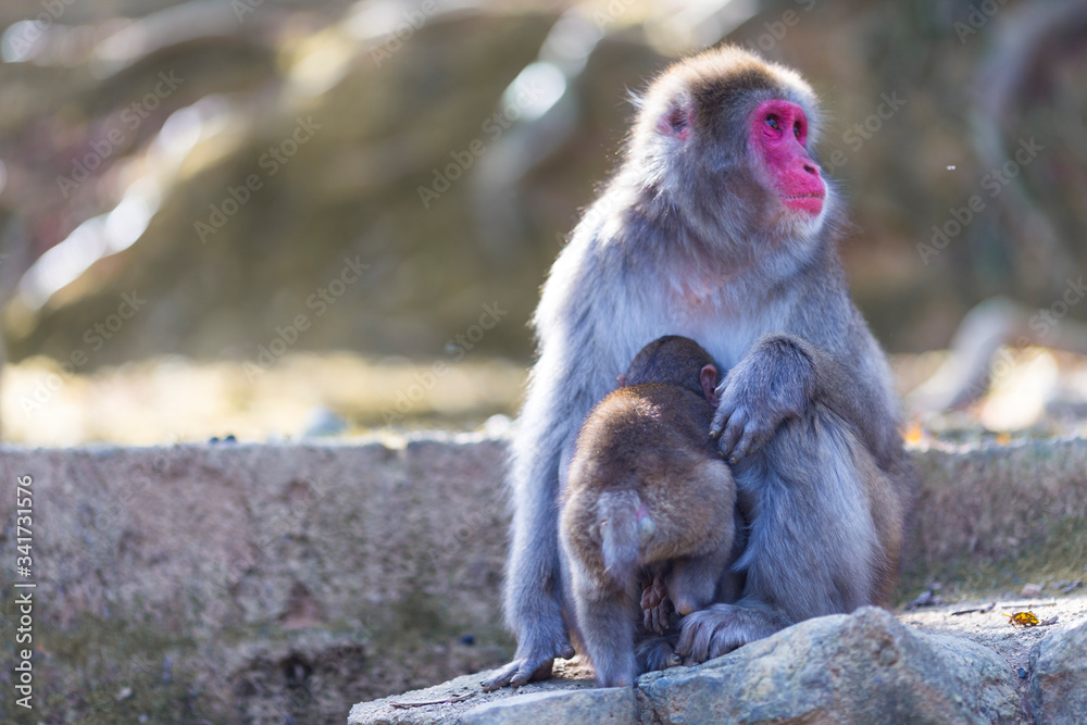 Adult Japanese Macaque at Arashiyama Monkey Park Iwatayama in Kyoto, Japan. Adult Japanese Macaque at Arashiyama Monkey Park Iwatayama in Kyoto, Japan.