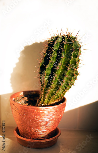 Obraz na płótnie cactus in pot w salonie