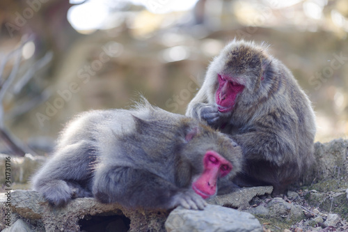 Two Adult Japanese Macaque at Arashiyama Monkey Park Iwatayama in Kyoto, Japan. photo