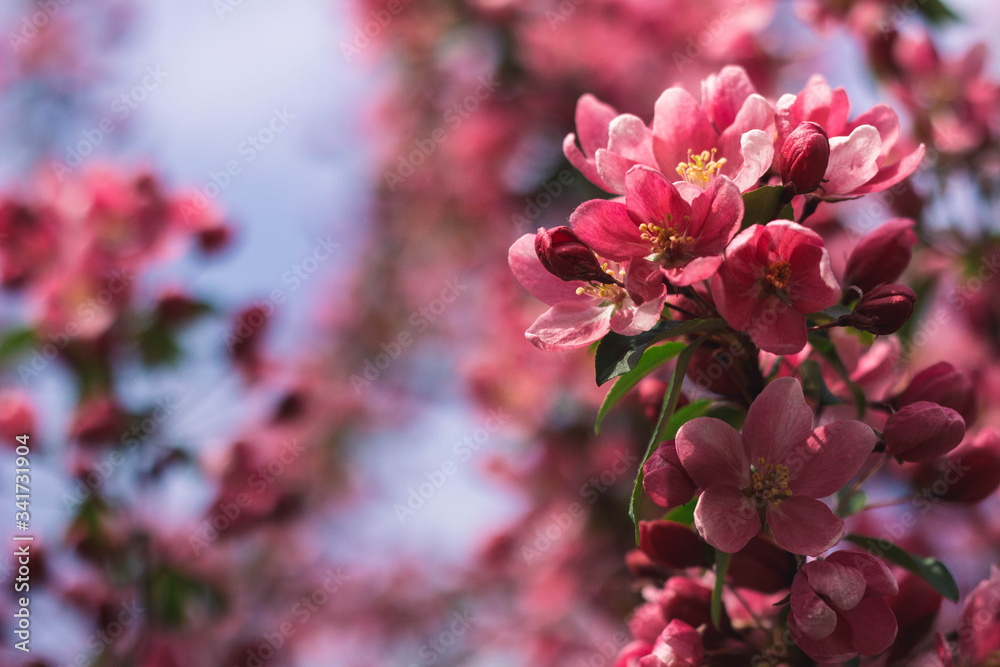 pink cherry tree blossom in spring on the sky background pink cherry tree blossom in spring on the sky background
