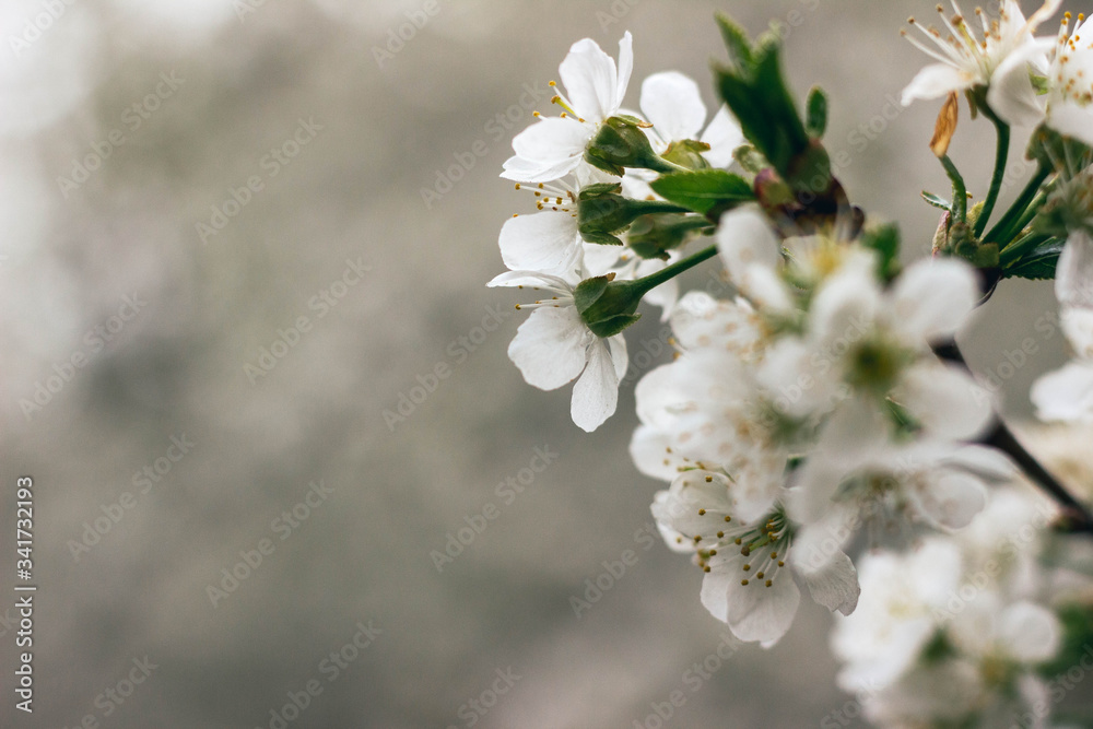 white cherry tree blossom with green leaves in spring white cherry tree blossom with green leaves in spring