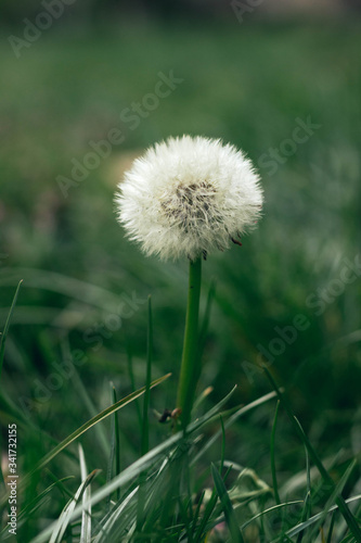 white dandelion on a green background in the garden