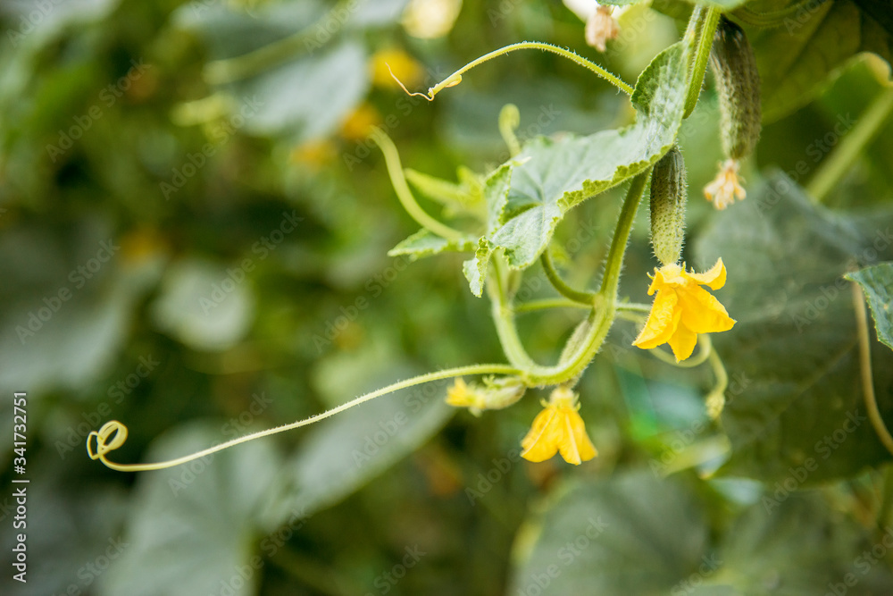 Cucumber fruit with flower on the plant with leaves on the background Cucumber fruit with flower on the plant with leaves on the background