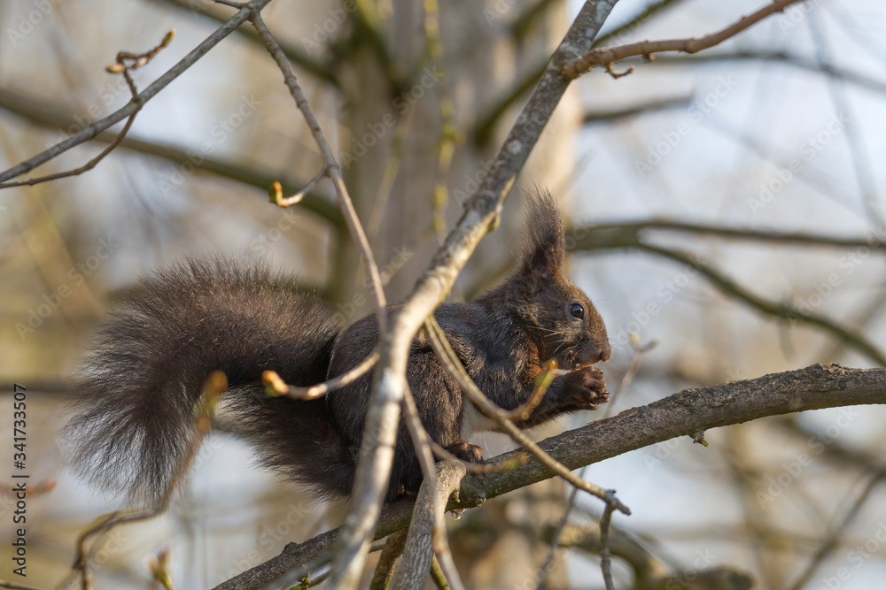 European brown squirrel in winter coat on a branch in the forest European brown squirrel in winter coat on a branch in the forest