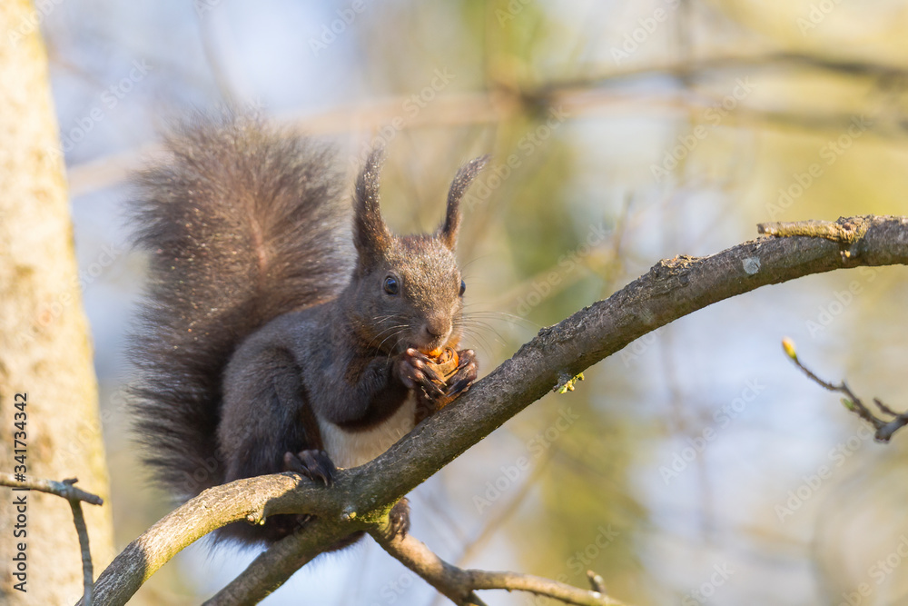 European brown squirrel in winter coat on a branch in the forest European brown squirrel in winter coat on a branch in the forest